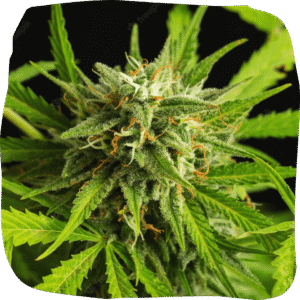 Shop Cannabis Online