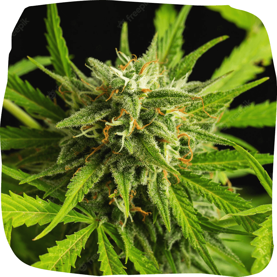 Are you looking to shop cannabis online in Thailand - Organic Village - Cannabis - Organic Village 1