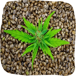 Cannabis Seed Online Shop