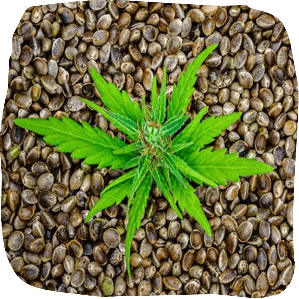 Cannabis Seed Online Shop 4