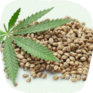 Cannabis Seed Online Shop