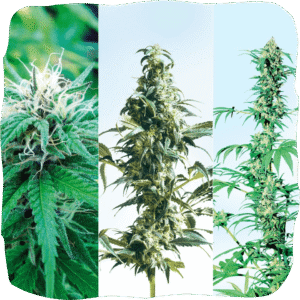 Cannabis Seed Online Shop