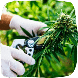 best organic cannabis pre rolls 