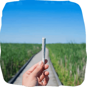 cannabis pre-roll benefits