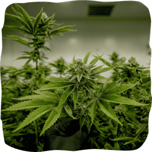 CANNABIS DISPENSARY NEAR ME