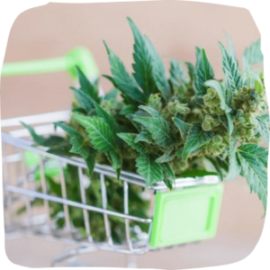 where to buy weed online