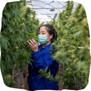 where to buy weed in Bangkok