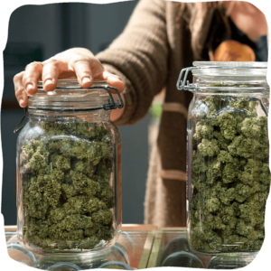 where to buy weed in Bangkok